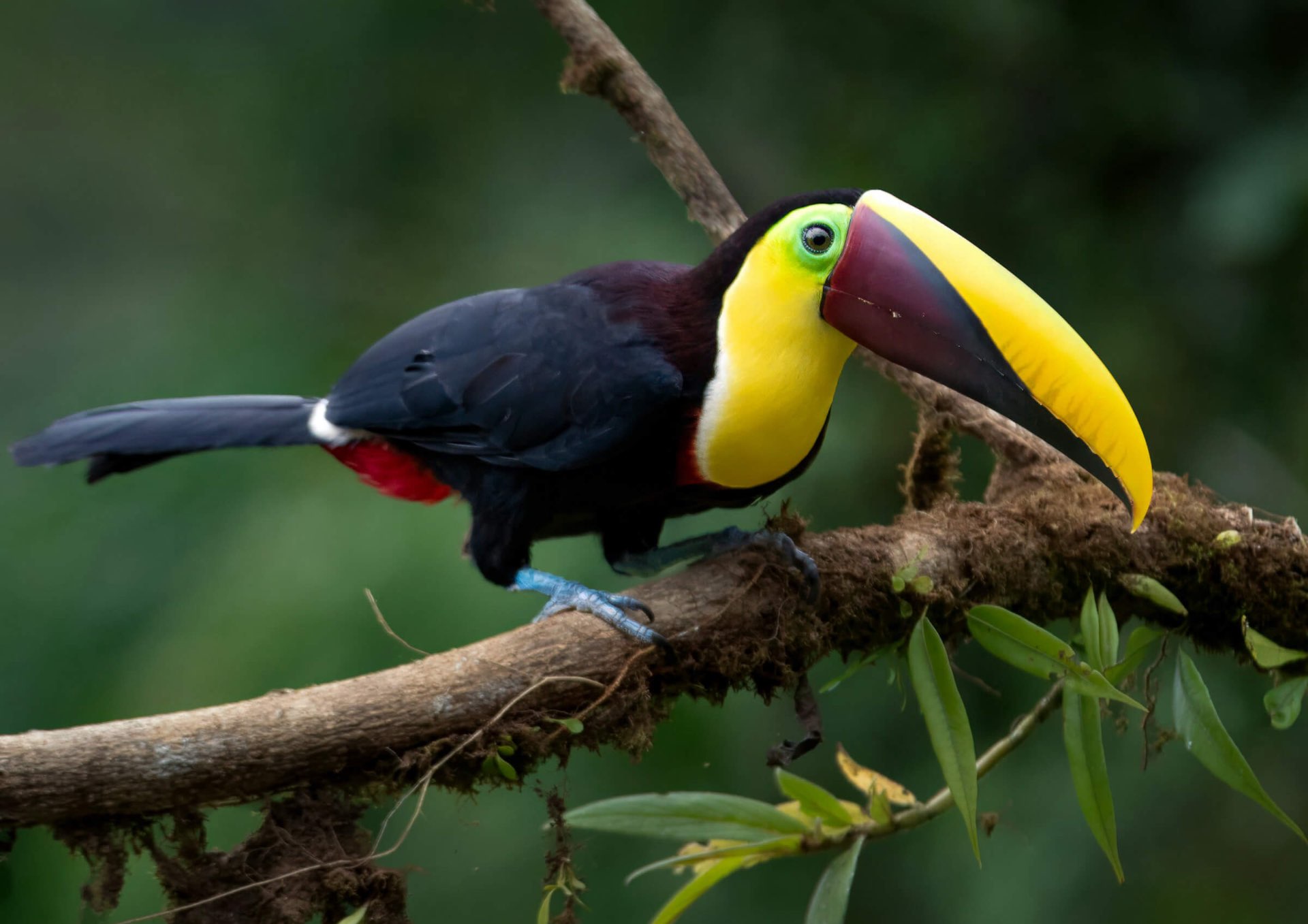 Group of adventurers kayaking on crystal clear alpine lake